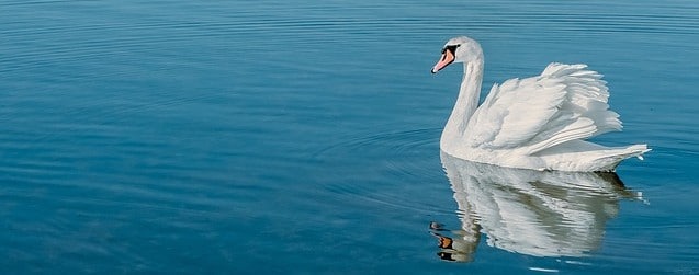 cisne blanco