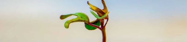 ¿Por qué es interesante el Quality Growth?