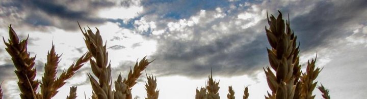 Un campo di grano alla luce del tramonto.