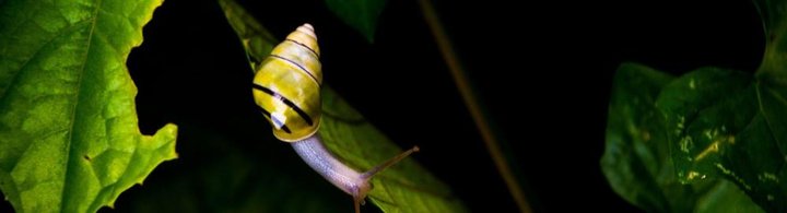 Una lumaca, che rappresenta l'arresto della crescita globale, su una foglia. 